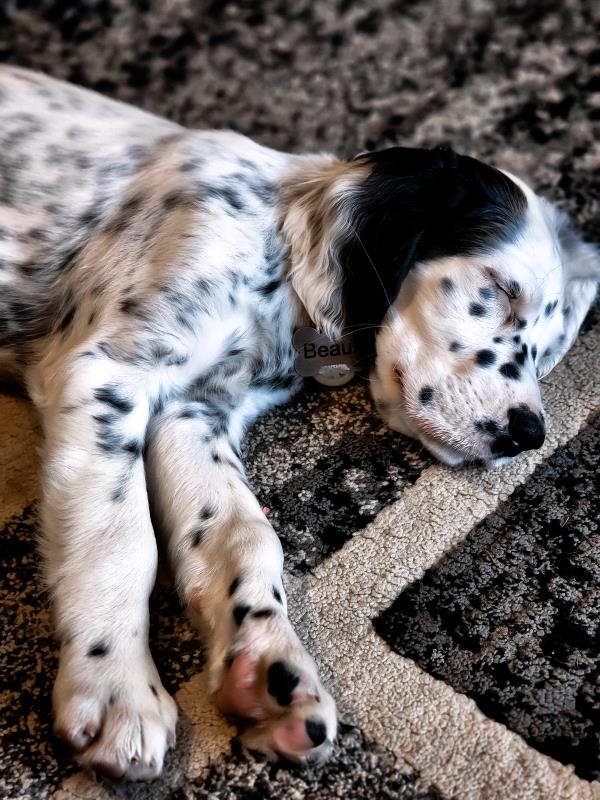 /Images/uploads/Warrick Parks Foundation/pippero-pup-park/entries/27806thumb.jpg